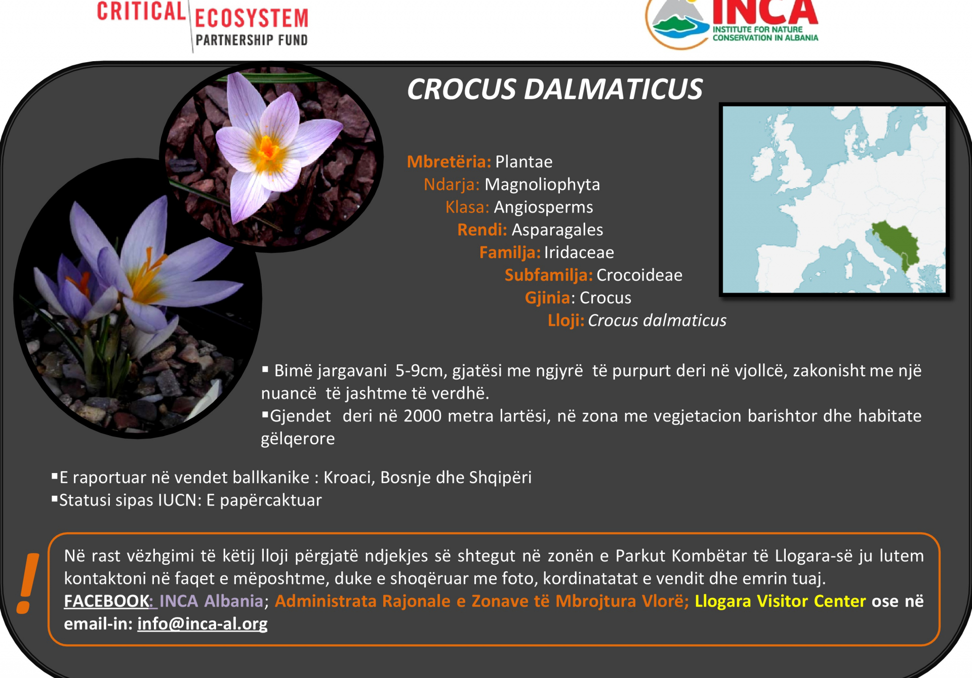 Të njohim speciet - - Crocus dalmaticus